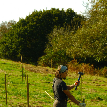 Post-Planting Tree Care &amp; Maintenance: The Grower’s Approach