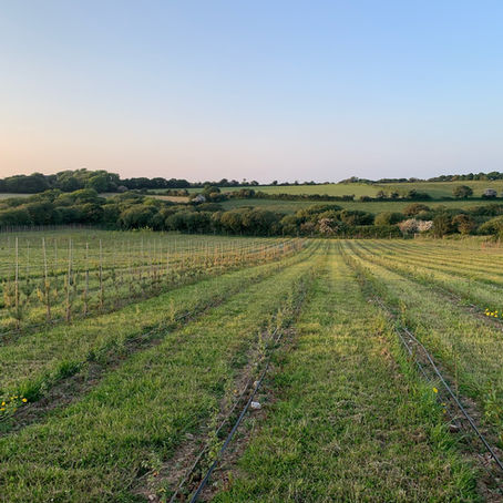 All about bare root trees