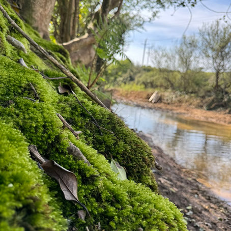 The Human Beaver Project: Nature-Based Solutions for Climate Resilience