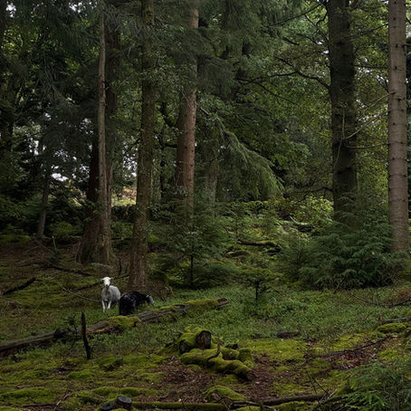 Beyond Tree Planting: Managing What You’ve Already Got