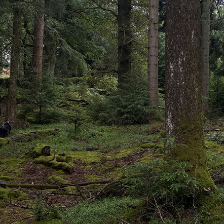 Shade, Shelter, and Stock: The Hidden Benefits of Trees for Livestock Health