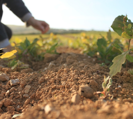 A New National Forest: A Major Opportunity for Growers