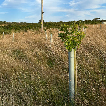 Growing my bare root trees