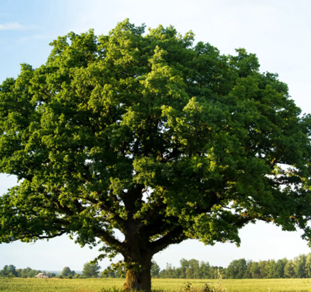 Choosing my bare root trees