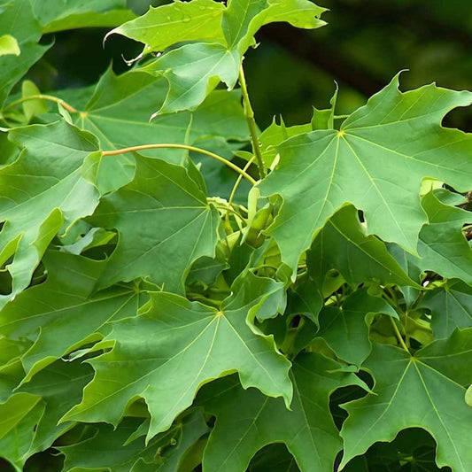 Acer platanoides - Norway Maple