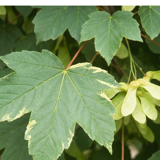 Acer pseudoplatanus - Sycamore