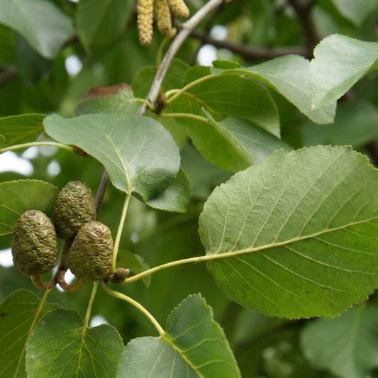 Alnus cordata - Italian Alder