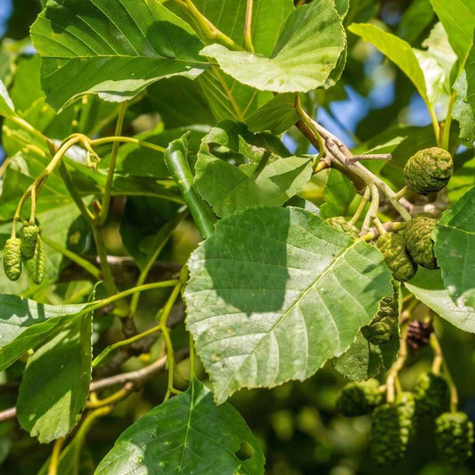 Alnus glutinosa - Common Alder