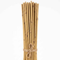 Bamboo Canes