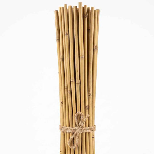 Bamboo Canes