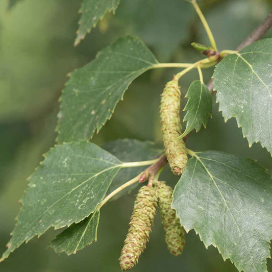 Betula pubescens - Downy Birch