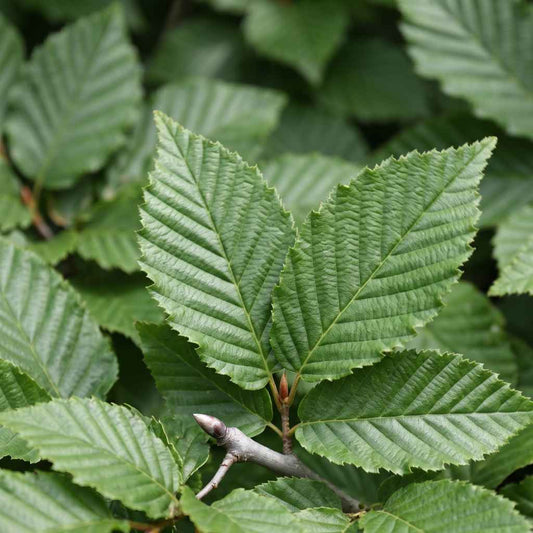 Carpinus betulus - Hornbeam