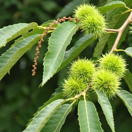 Castanea sativa - Sweet Chestnut