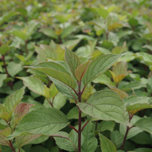 Cornus sanguinea - Dogwood