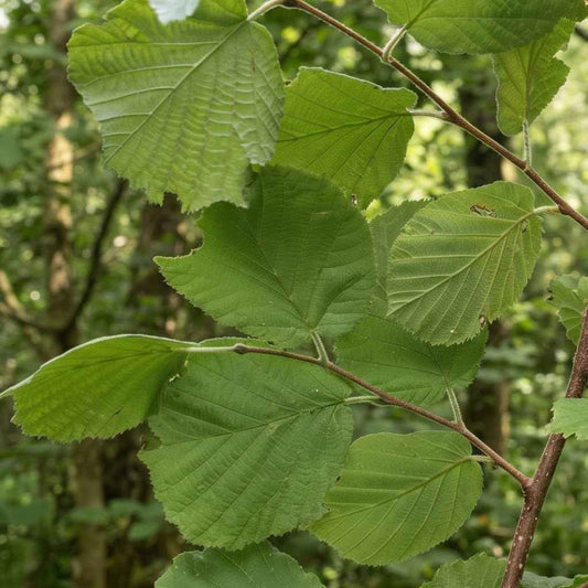 Corylus avellana - Hazel