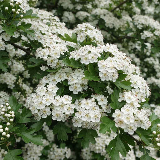 Crataegus monogyna - Hawthorn