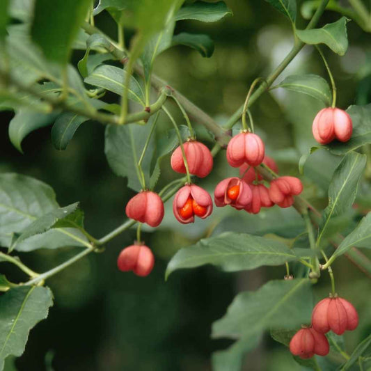 Euonymus europaeus - Spindle