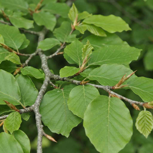 Fagus sylvatica - Beech