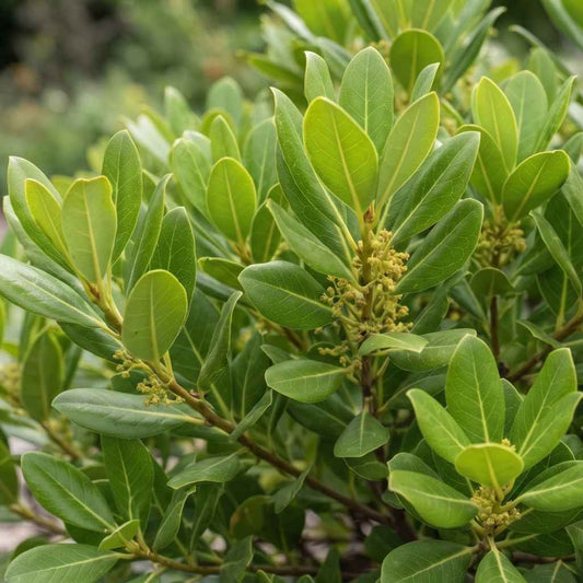 Grisellinia littolaris - Grisellinia (Potted)