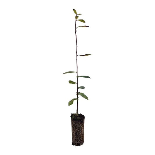Salix cinerea - Grey Willow (Cell Grown)