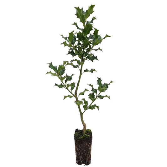 Ilex aquifolium - Holly (Cell Grown)