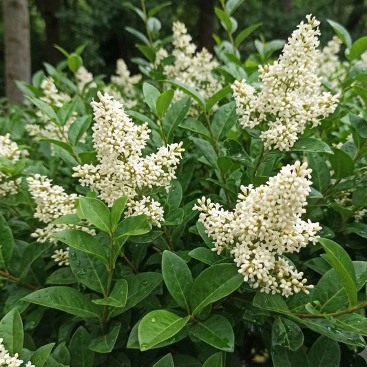 Ligustrum ovalifolium - Garden Privet
