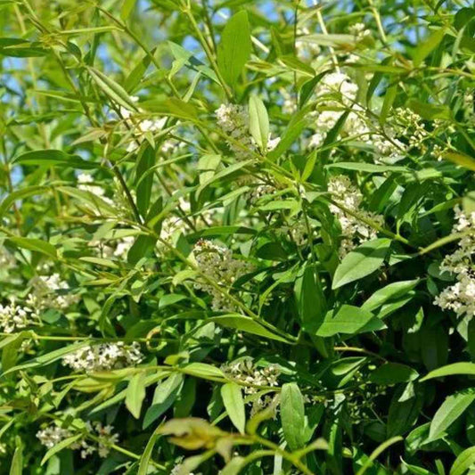 Ligustrum vulgare - Wild Privet