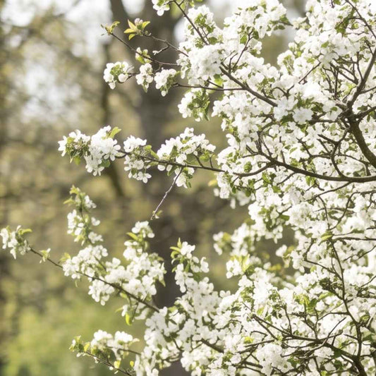 Malus sylvestris - Crab Apple