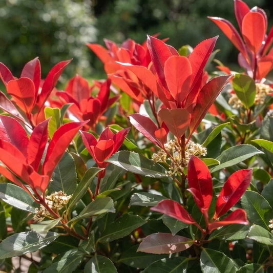 Photinia 'Red Robin' (Potted)