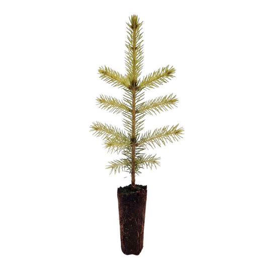 Picea abies - Norway Spruce (Cell Grown)