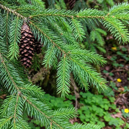 Picea sitchensis - Sitka Spruce
