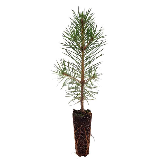 Pinus sylvestris - Scots Pine (Cell Grown)