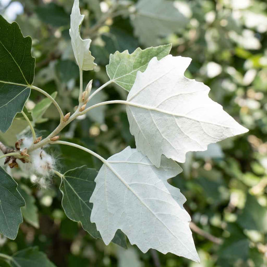 Populus alba - White Poplar