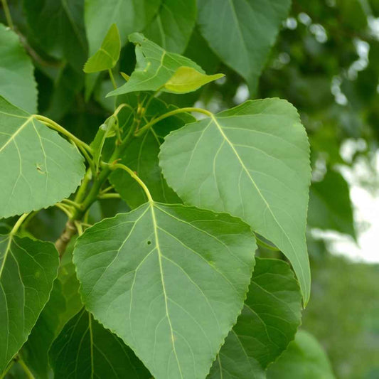 Populus nigra betulifolia - Black Poplar