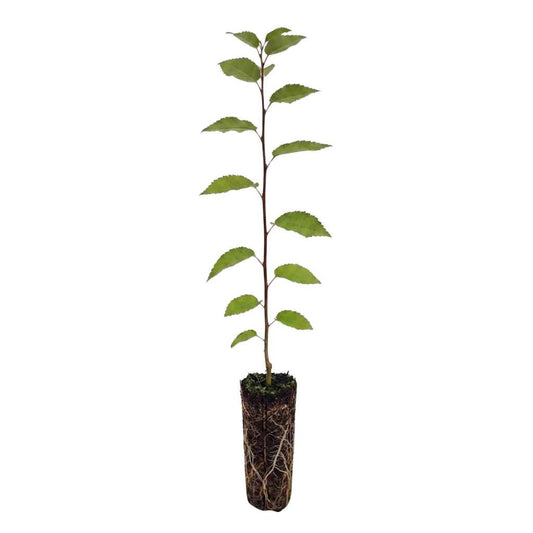 Populus tremula - Aspen (Cell Grown)