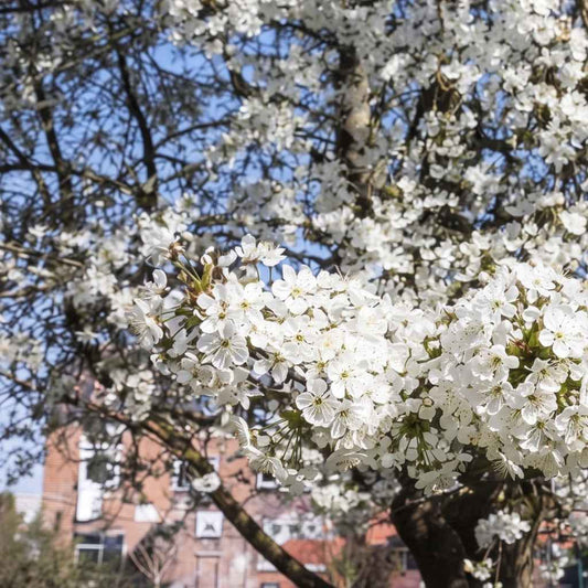 Prunus avium - Wild Cherry