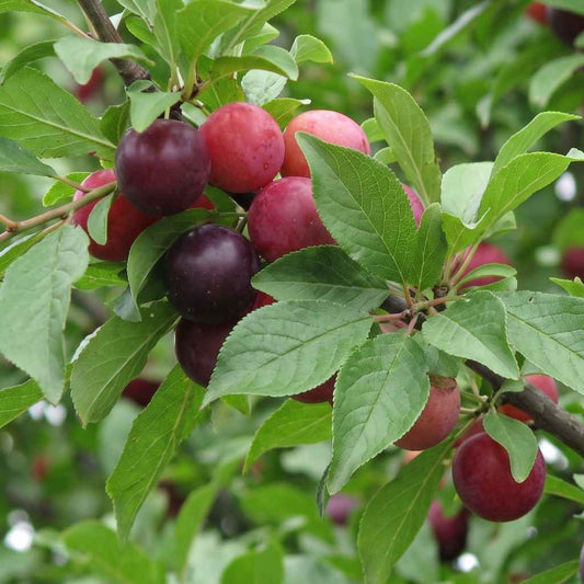 Prunus cerasifera - Cherry/Wild Plum