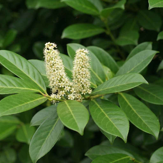 Prunus laurocerasus - Laurel (Potted)