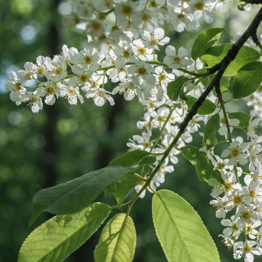 Prunus padus - Bird Cherry