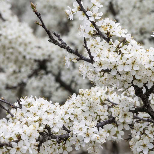 Prunus spinosa - Blackthorn