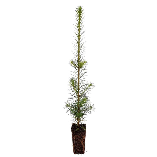 Pseudotsuga menziesii - Douglas Fir (Cell Grown)
