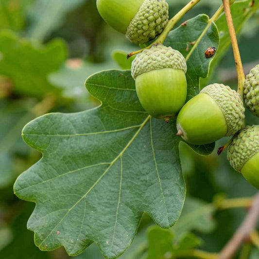 Quercus petraea - Sessile Oak