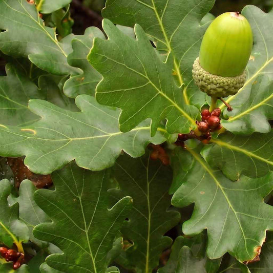 Quercus robur - English Oak