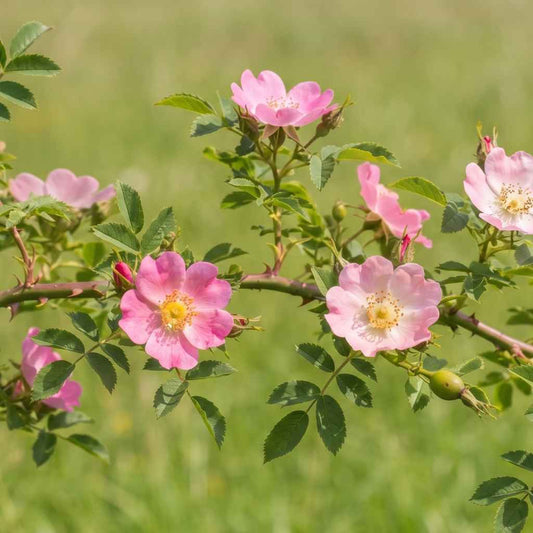 Rosa canina - Dog Rose