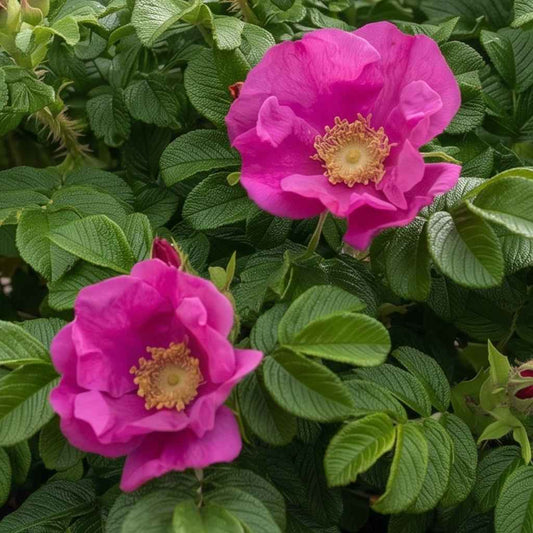 Rosa rugosa