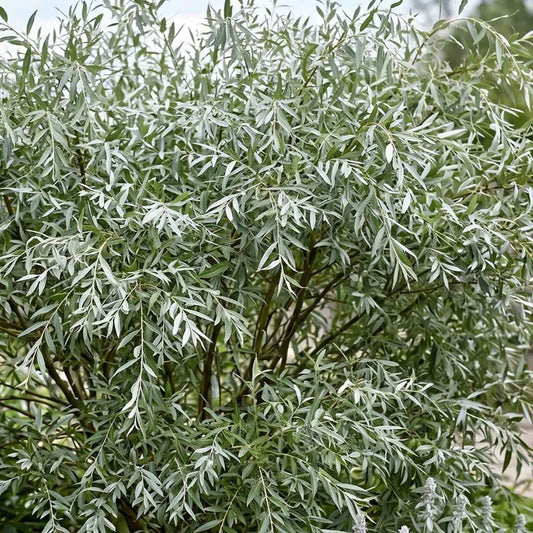 Salix alba - White Willow