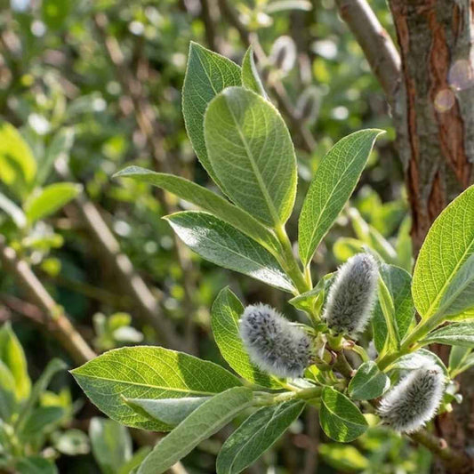 Salix caprea - Goat Willow