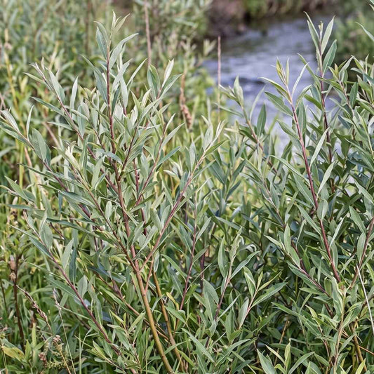 Salix purpurea - Purple Willow
