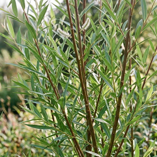 Salix viminalis - Common Osier Willow