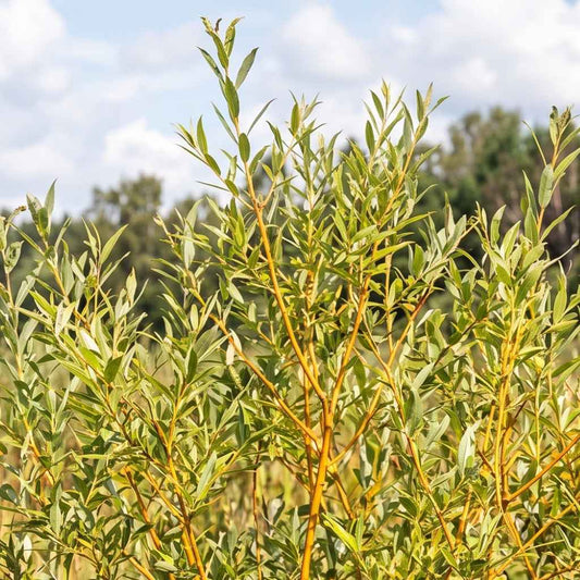 Salix vitellina - Golden Willow